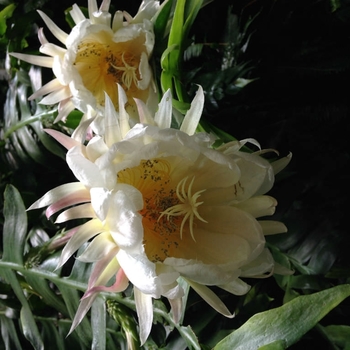 Epiphyllum chrysocardium