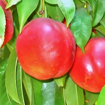 Prunus persica 'Fantasia' 