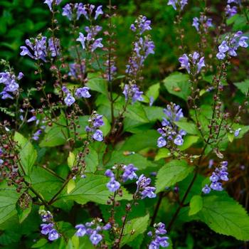 Scutellaria 'Appalachian Blues' (198105)