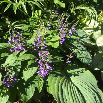 Scutellaria 'Appalachian Blues' (198106)