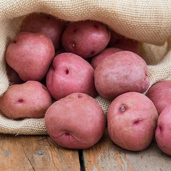 Solanum tuberosum 'Red La Soda' 