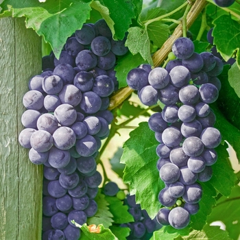 Vitis labrusca 'Everest Seedless™' 