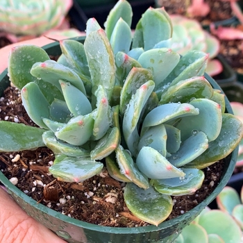 x Graptoveria 'Amelia's Find' 