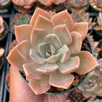 x Graptoveria 'Sanyatwe' 