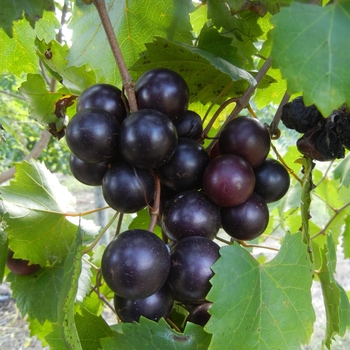 Vitis rotundifolia 'Black Beauty' 