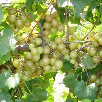 Vitis rotundifolia 'Hall' 