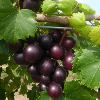 Vitis rotundifolia 'Janet' 