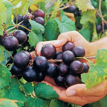 Vitis rotundifolia 'Lane' 