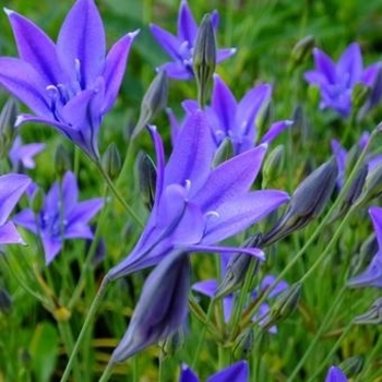 Brodiaea laxa 'Corinna' 