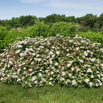 Spiraea fritschiana 'Spot On™' (198757)