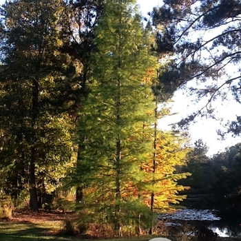 Taxodium ascendens 'Greenfeather®' 