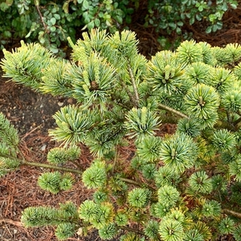 Pinus parviflora 'Glauca Nana' 