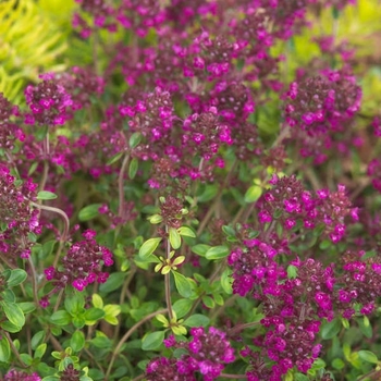 Thymus coccineum 'Ruby Glow' 