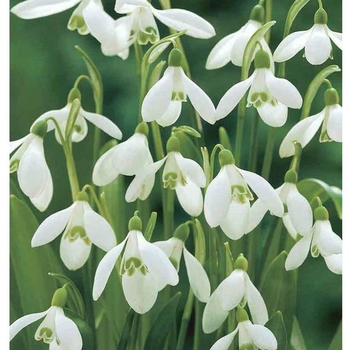 Galanthus woronowii