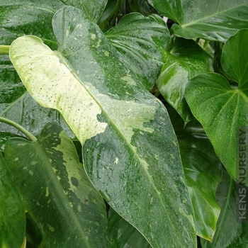 Philodendron 'Jose Buono' 