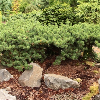 Pinus banksiana 'Schoodic' 