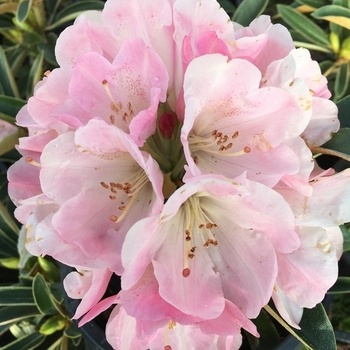 Rhododendron 'Strawberry Sorbet' 