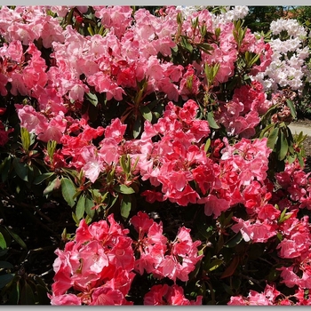 Rhododendron 'Mrs. Bernice Baker' 