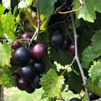 Vitis rotundifolia 'Delicious' 