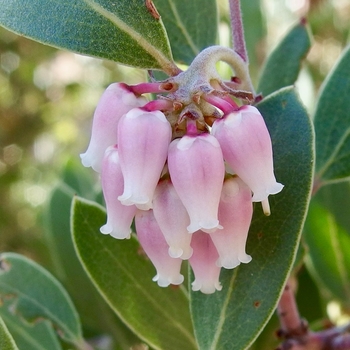 Arctostaphylos x media 'Garcia River' 