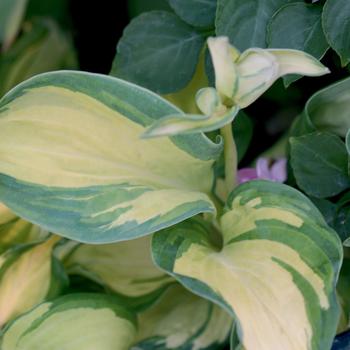 Hosta 'Great Expectations' (200254)