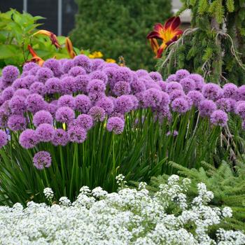 Allium 'Millenium' (200300)