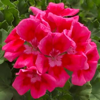 Pelargonium Calliope® Medium '' (200314)