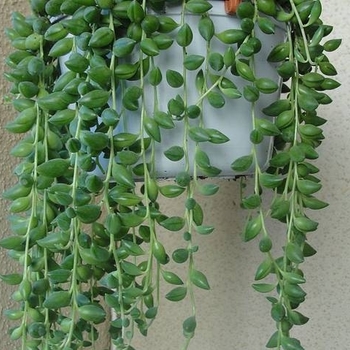 Senecio herreianus