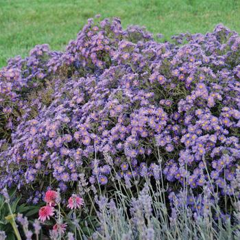 Aster Kickin® 'Lilac Blue' (200913)