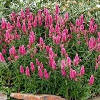 Veronica spicata 'Pink Goblin' 