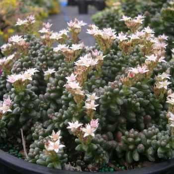 Sedum furfuraceum