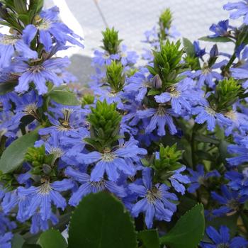 Scaevola crassifolia 'Fandango™ Blue' (201161)