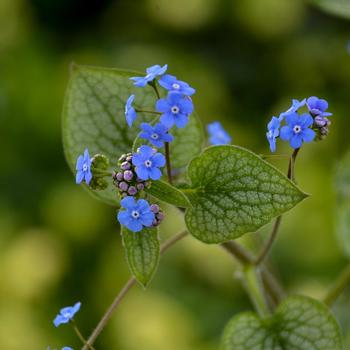 Brunnera macrophylla 'Queen of Hearts' (201183)