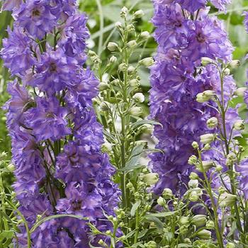 Delphinium Delgenius™ 'Breezin'' (201312)