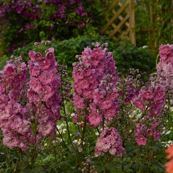 Delphinium elatum New Millennium™ 'Pink Punch' (201333)