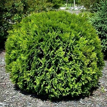 Thuja occidentalis 'RutThu#1' PP26840