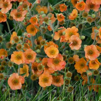 Geum 'Totally Tangerine' (201920)