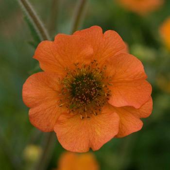 Geum 'Totally Tangerine' (201921)