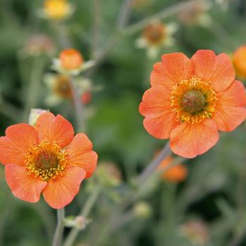 Geum 'Totally Tangerine' (201922)