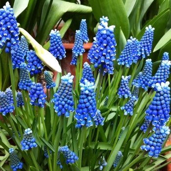 Muscari aucheri 'Blue Magic' 