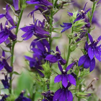 Lobelia x speciosa Starship™ Blue '' (202227)