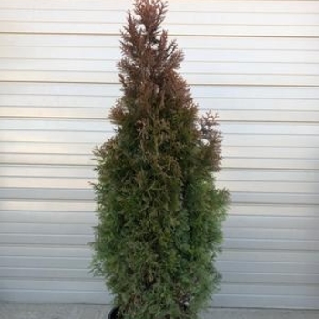 Thuja 'Slender Giant' 