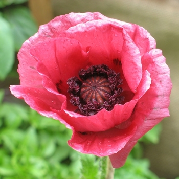 Papaver orientale 'Marlene' 