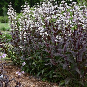 Penstemon 'Onyx and Pearls' (203334)