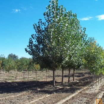 Populus x canadensis 'Nor'easter' 