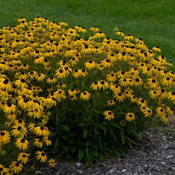 Rudbeckia 'American Gold Rush' (203779)