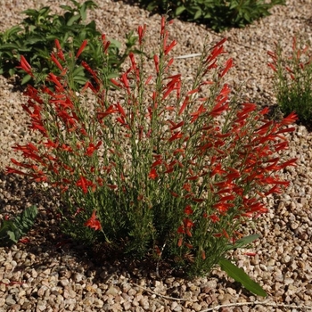 Penstemon pinifolius 'Half Pint™' 