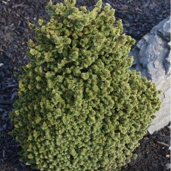 Picea abies 'Stoner' 