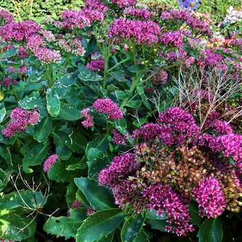 Sedum ussuriense 'Pink Beacon' 