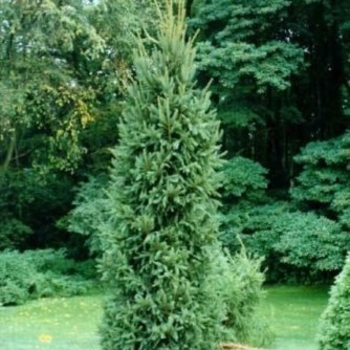 Picea mariana 'Fastigiata' 